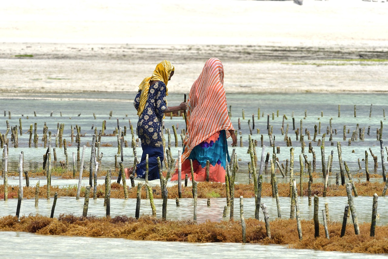 African women working together in shallow water, community livelihoods in Senegal